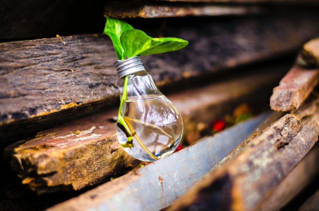creative-way-to-grow-plant-inside-an-electric-bulb