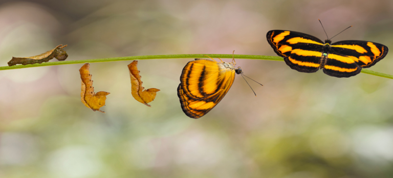 life-of-butterfly-shows-how-self-transformation-takes-place